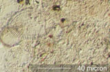 Diatom